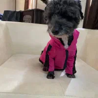 واگزاری سه عدد سگ پاپی|سگ|اصفهان, کوی امیریه|دیوار