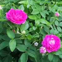 نهال گل محمدی