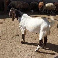 بز نز|حیوانات مزرعه|نمین, |دیوار