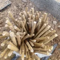 قلمه نهال انار