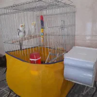 عروس هلندی جفت مولد