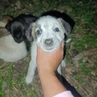 توله سرابی|سگ|اسالم, |دیوار