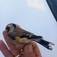 سهره امسال جوجه قفس