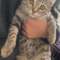 گربه خونگی و باهوش