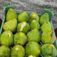 انجیر شاهی مصری
