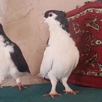 نر و ماده خال وامری کاکلی|پرنده|بیرجند, |دیوار