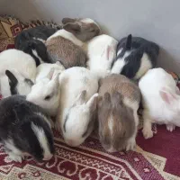خرگوش