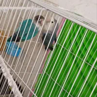 طوطی کوتوله|پرنده|مشهد, شترک|دیوار