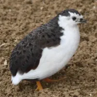 تخم نطفه دار مینیاتوری|پرنده|خمینی‌شهر, |دیوار