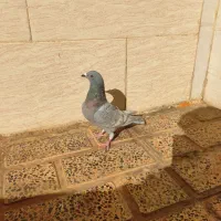 کفتر پلاکی الماسی