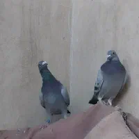 کفترنرماده پلاکی سبزپولکی قره چاپی کیلومتری هوایی|پرنده|مشهد, رضاشهر|دیوار