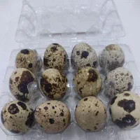 تولید وپخش تخم مرغ بومی.بلدرچین.|خوردنی و آشامیدنی|نجف‌آباد, شهدا|دیوار