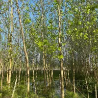 زمین باغی ۱.۱۱۰ متر