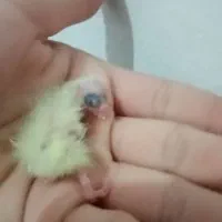 عروس هلندی رو جوجه|پرنده|سبزوار, فرهنگیان|دیوار