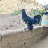 خروس