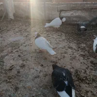 کفتر گرفتنی