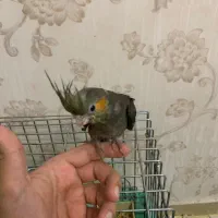 عروس هلندی دو‌ماه دون خور شده دستی