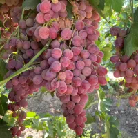 نهال و قلمه ی ارقام ایرانی و خارجی انگور|خدمات باغبانی و درختکاری|طاغنکوه, |دیوار