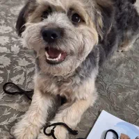 واگذاری رایگان شیتزو تریر|سگ|تهران, نیروی دریایی|دیوار