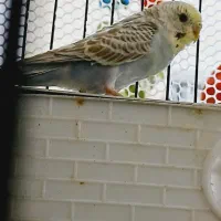 مرغ عشق|پرنده|پاکدشت, پاکدشت (مامازند)|دیوار