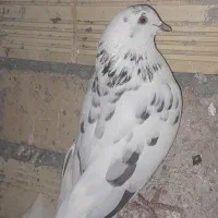 جفتی ۳۵۰|پرنده|خنداب, |دیوار