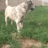 سگ گله و نگهبان|سگ|تربت جام, پارک جنگلی|دیوار