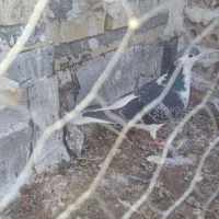 کفتر|پرنده|تربت جام, تیپ ۳۸ زرهی تربت جام|دیوار