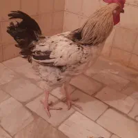 خروس جوان ، خوش هیکل|حیوانات مزرعه|تهران, جیحون|دیوار