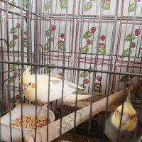 یک جفت عروس هلندی باجوجه