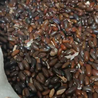 بذرلوبیاسبز