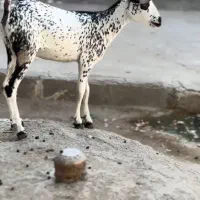 دام اصل|حیوانات مزرعه|بافت, |دیوار