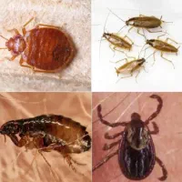 سمپاشی ساس سوسک،100٪تضمینی به همراه مهرفاکتورمعتبر