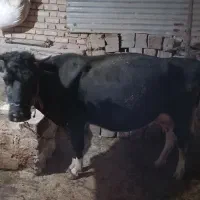 گاو و گوساله ماده سیمینتال|حیوانات مزرعه|بیلوار, |دیوار