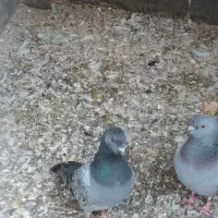 کبوتر|پرنده|مشهد, امیر المومنین|دیوار