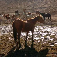 اسب مادیان فروشی|اسب و تجهیزات اسب‌سواری|بجنورد, |دیوار