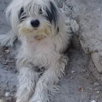 قیمت توافقی مایل به معاوضه با بزغاله کهره کوچیک