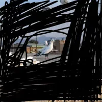 نر گوره سینه بسته گم شده