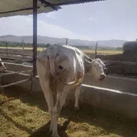 یک عدد گاو سوپر شیر آبستن سنگین