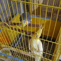 عروس هلندی نرو ماده