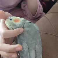 قبول واگذاری پرنده به بهترین شکل