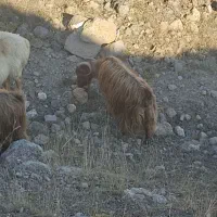 بز و گوسفند|حیوانات مزرعه|مشگین شهر, |دیوار