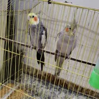 عروس هلندی|پرنده|طرقبه, |دیوار