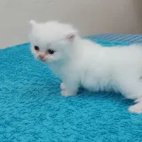 بچه گربه سوپرفلت پرشین سفید چشم آبی