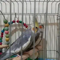 جفت عروس هلندی|پرنده|نجف‌آباد, شیخ آباد|دیوار