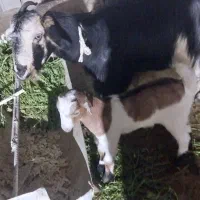 فروش حیوان|حیوانات مزرعه|کازرون, |دیوار