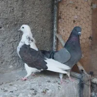 کفتر