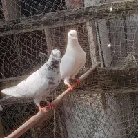 کبوتر خمام