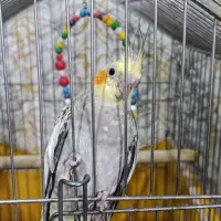 عروس هلندی|پرنده|ساری, |دیوار