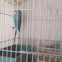 مرغ عشق|پرنده|نسیمشهر, |دیوار