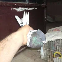 کبوتر کله ای|پرنده|اهواز, شهرک دانشگاه|دیوار